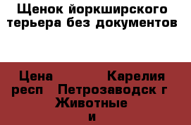 Щенок йоркширского терьера без документов. › Цена ­ 8 000 - Карелия респ., Петрозаводск г. Животные и растения » Собаки   . Карелия респ.,Петрозаводск г.